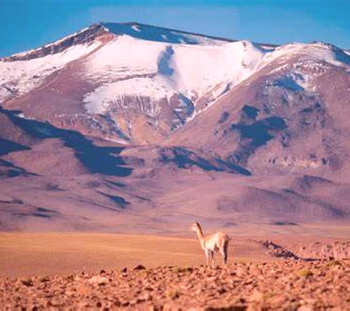 Rocío Vicuna escort